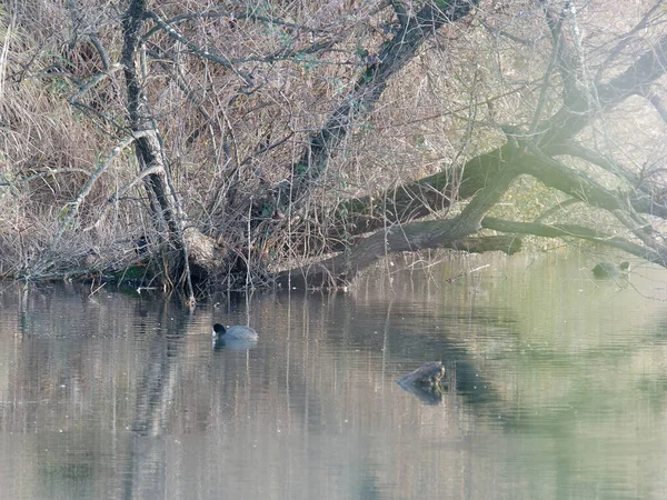 Bozzi Saudini Ein Kleiner See Sarzana Bei Spezia — Stockfoto