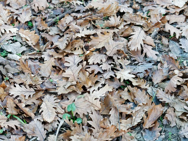 Zdjęcie Jesiennych Liści Drzewa Włoskim Wyrostku Robaczkowym — Zdjęcie stockowe