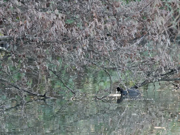 Bozzi Saudini Pequeño Lago Sarzana Cerca Spezia —  Fotos de Stock