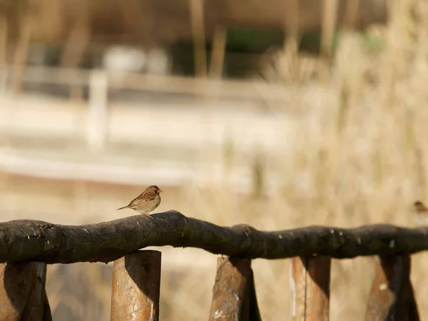 Detail House Sparrow Top Wooden Bench — Stock Photo, Image