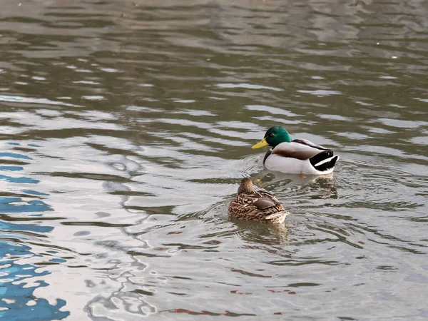 薇香湖中野鸭的详细情况 — 图库照片