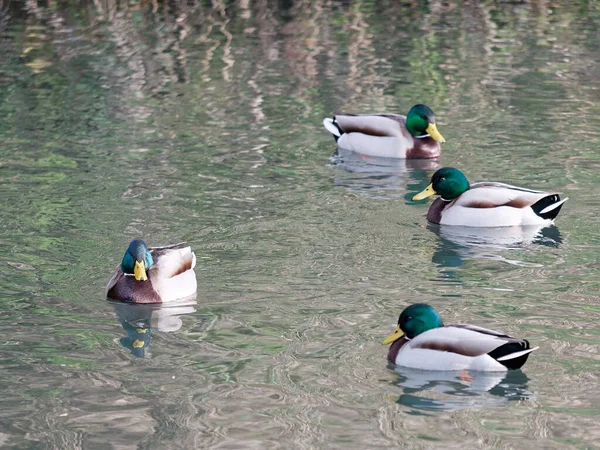 薇香湖中野鸭的详细情况 — 图库照片