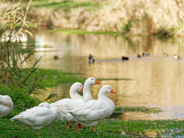 Grupo Ganso Blanco Prado — Foto de Stock