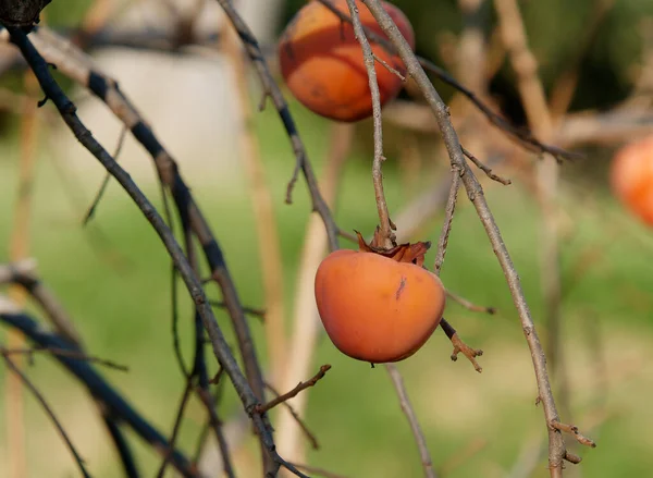 Detail Persimmon Plant Meadow — Stock Photo, Image