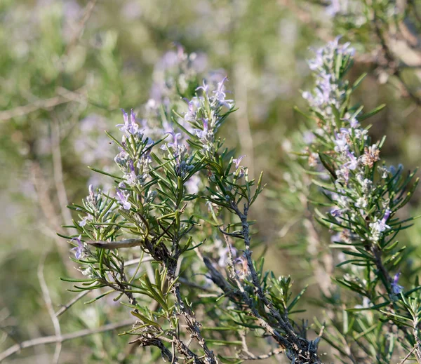 Resh Rosemary Herb büyümeye açık. Biberiye İtalya yakın çekim yaprak