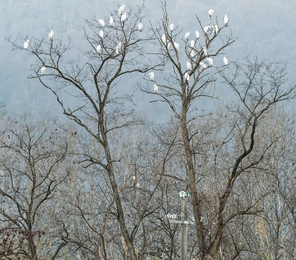 Detail Von Egretta Garzetta Feuchtgebiet — Stockfoto