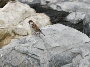 Kayanın tepesinde bir sürü serçe var. 