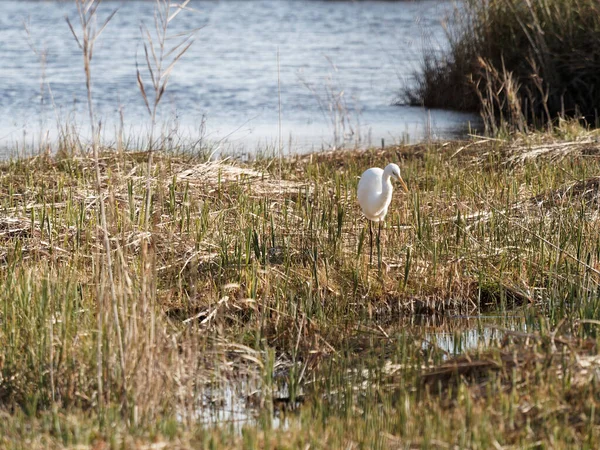 Detail Egretta Alba Massaciucoli Lake — Stock Photo, Image