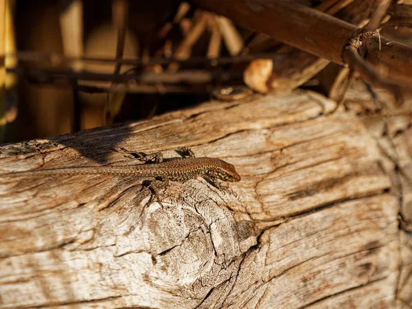 Detalhe Lagarto Prado — Fotografia de Stock