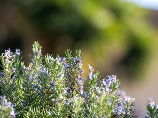 Resh Rosemary Herb Crescer Livre Folhas Alecrim Close Itália — Fotografia de Stock