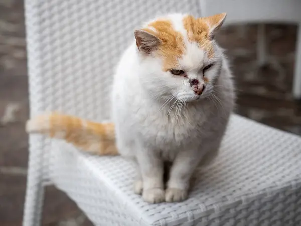 Jahre Alter Katzensitz Auf Einem Plastikstuhl — Stockfoto