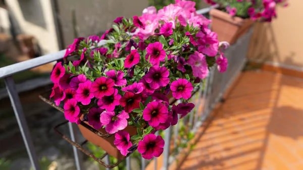 Detail Primula Flowers Garden — Stock Photo, Image