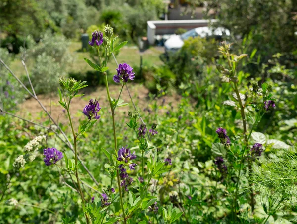 Güzel sedef hastalığı, kızılderili babchi çiçeği.
