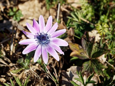 Güzel mavi Anemone Apennina çiçekleri yeşil çimlerin üzerinde yakın plan.