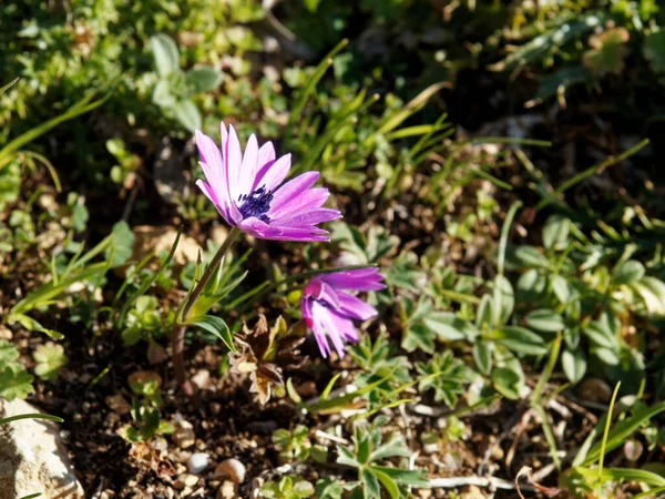 Güzel Mavi Anemone Apennina Çiçekleri Yeşil Çimlerin Üzerinde Yakın Plan — Stok fotoğraf