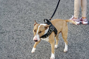 Kasabamda çok hoş bir teriyer.