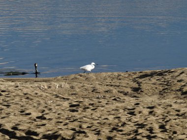 Doğanın arka planında, nehirde yiyecek arayan bir karabatak ile küçük balıkçıl (Egretta garzetta) görüntüsü. Kuş. Hayvanlar