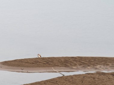 Çulluğun ayrıntıları - La spezia 'da Magra adı verilen bir nehirde Actitis hipoleucos