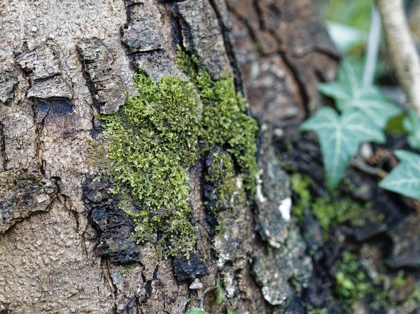 Moss Tree Meadow Spezia — Stock Photo, Image