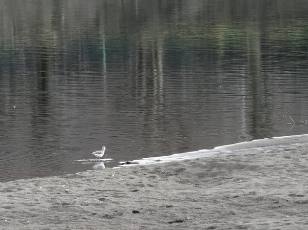 Verger Commun Dans Une Rivière — Photo