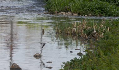 Beyaz kuyruklu (Motacilla alba), Motacillidae familyasından bir kuş türü..