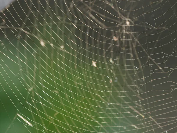 Spider Sua Ragnatela Nella Foresta Sullo Sfondo — Foto Stock