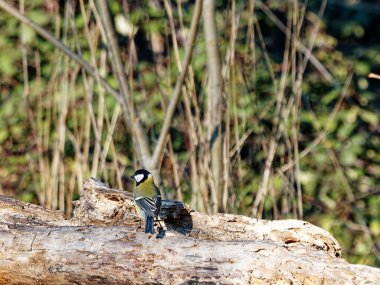 A great tit in a branch with moss