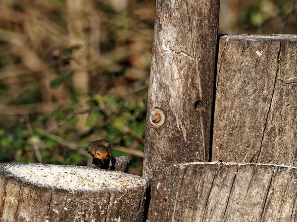 Europejski Rudzik Lub Erithacus Rubecula Rubecula Ruin Pozujących Krawędzi Stołu — Zdjęcie stockowe