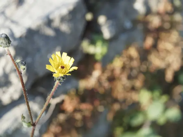 Φωτεινό Κίτρινο Πικραλίδα Της Ερήμου Malacothrix Glabrata Ένα Ηλιόλουστο Λουλούδι — Φωτογραφία Αρχείου