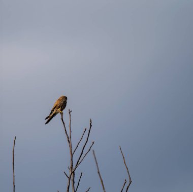 Güzel akşam ışığında Avrupa ortak Kerkenezi