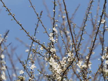 Prunus spinosa, gülgiller (Rosaceae) familyasından bir kuş türü. Prunus spinosa, blackthorn ya da sloe ağacı denir ilkbaharda açan.
