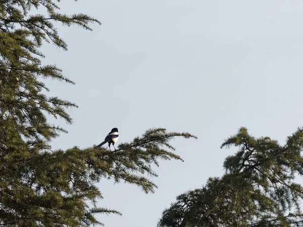 Çam Ağacının Tepesindeki Saksağan — Stok fotoğraf