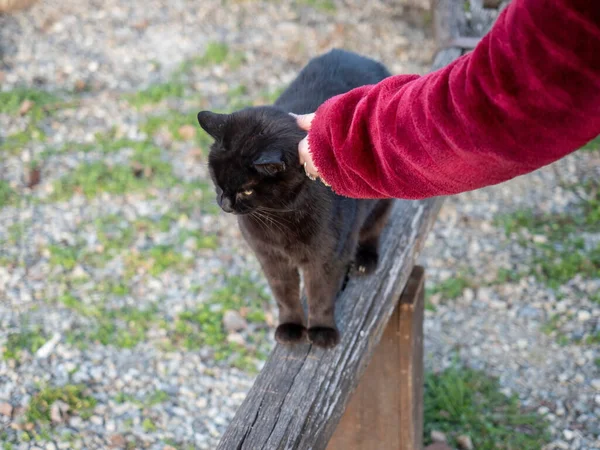 Gato Negro Está Sentado Sobre Rieles Madera Terraza Abierta Invierno — Foto de Stock