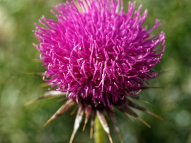 Kardus çiçeği La Spezia 'da bir çayırda