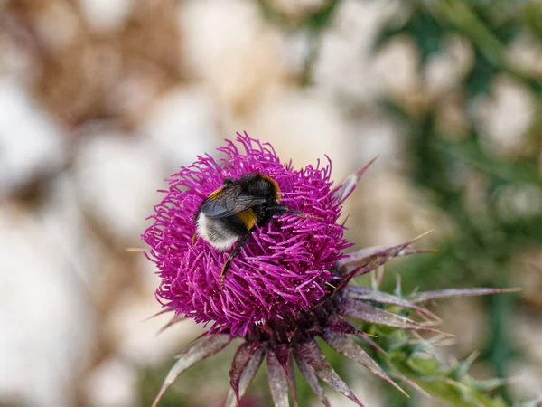 Μακρο Φωτογραφία Του Bumblebee Που Εργάζεται Για Λουλούδι — Φωτογραφία Αρχείου
