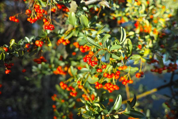 Bunch Redcurrant Berries Grow Green Bush Sun Rays — Stock Photo, Image