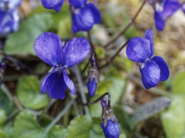 Çayırdaki güzel keman lalesi