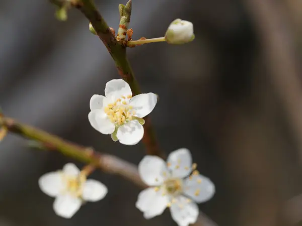 White Flowers Prunus Mume Also Known Chinese Plums Japanese Apricots — Stock Photo, Image
