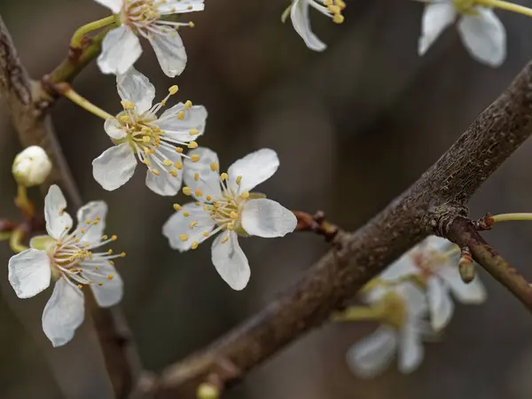 Білі Квіти Prunus Mume Також Відомі Китайські Сливи Або Японські — стокове фото