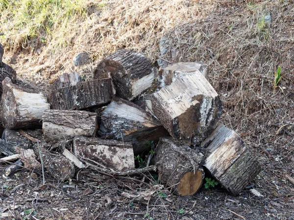 Chopped Wood Garden Friend — Stock Photo, Image