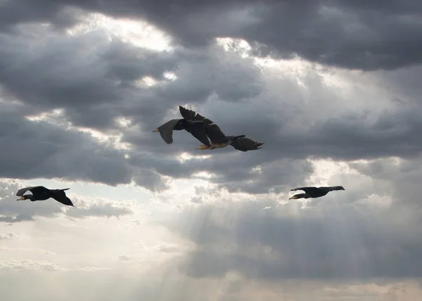 Gökyüzündeki Karabatakların Ayrıntıları — Stok fotoğraf