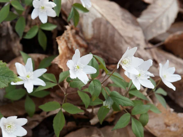 Красиві Білі Анемони Квіти Лузі — стокове фото