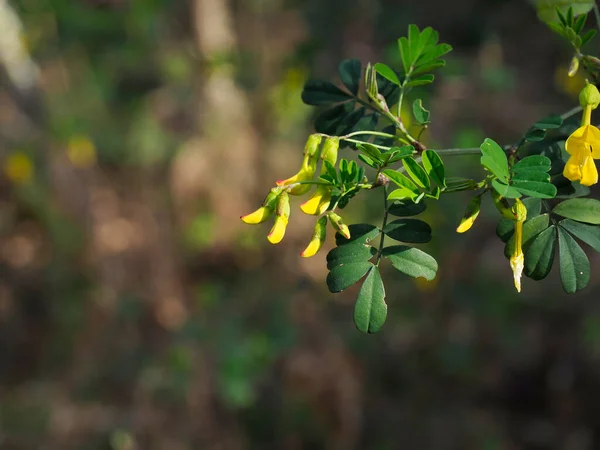 Bardzo Ładny Widok Coronilla Emerus Łące — Zdjęcie stockowe