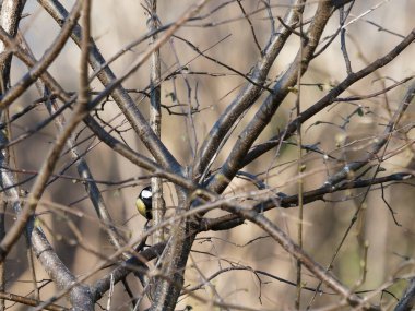 Ağaç dalı üzerinde oturan büyük baştankara.