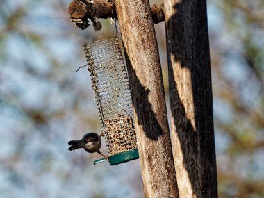 Maskeli ötleğen, Sylvia melanocephala, dal Bush tek erkek,