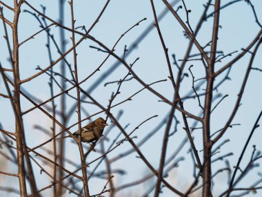 Dişi bir papatya çadırı dalın üzerinde dinleniyor. Fringilla coelebs.