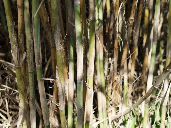 Çayırdaki Bambu Çubuklarının Ayrıntıları — Stok fotoğraf