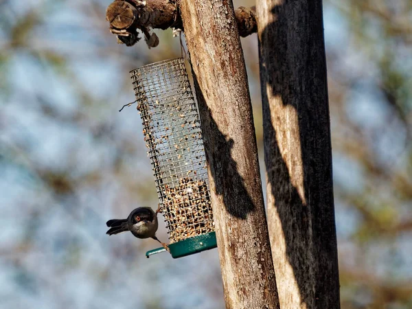 Warbler Sardo Sylvia Melanocephala Macho Soltero Una Rama Arbusto — Foto de Stock