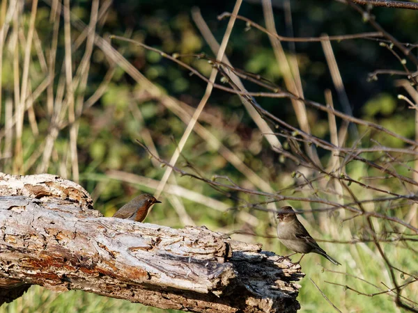 Rotkehlchen Und Buchfinken Auf Einem Holz Das Als Vogeltisch Dient — Stockfoto