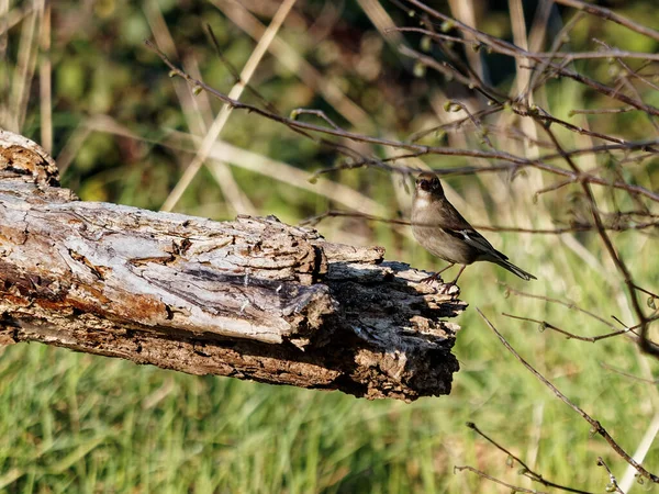 Ein Buchfink Weibchen Ruht Auf Dem Ast Fringilla Coelebs — Stockfoto